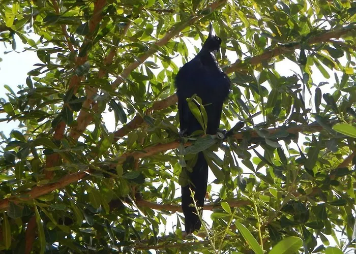 Plumita Pacifica